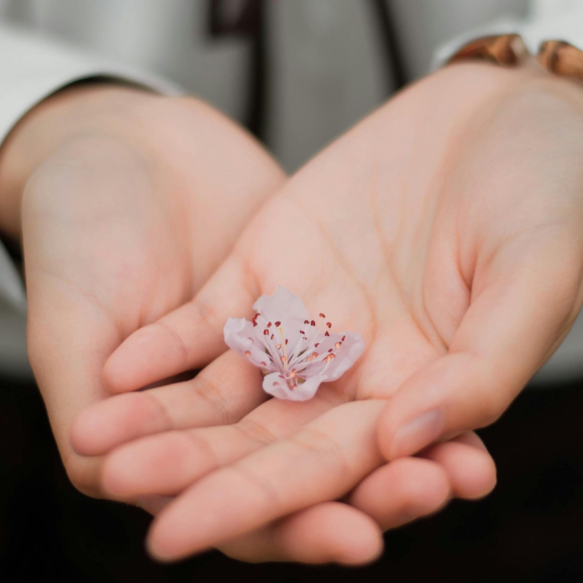 Person Holding White Flower